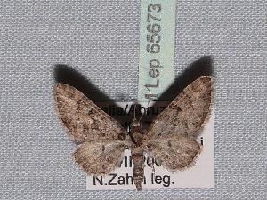  ( - BC ZSM Lep 65673)  @13 [ ] Copyright (2012) Axel Hausmann/Bavarian State Collection of Zoology (ZSM) SNSB, Zoologische Staatssammlung Muenchen