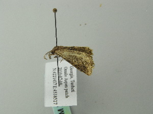  ( - BC ZSM Lep 66423)  @12 [ ] CreativeCommons - Attribution Non-Commercial Share-Alike (2012) Axel Hausmann SNSB, Zoologische Staatssammlung Muenchen