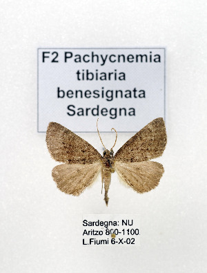  (Pachycnemia tibiaria benesignata - GF Lep 0062)  @13 [ ] Copyright (2012) Axel Hausmann/Bavarian State Collection of Zoology (ZSM) SNSB, Zoologische Staatssammlung Muenchen