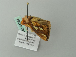  ( - BC ZSM Lep 64784)  @12 [ ] CreativeCommons - Attribution Non-Commercial Share-Alike (2012) Axel Hausmann SNSB, Zoologische Staatssammlung Muenchen