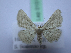  (Idaea elongaria - BC ZSM SS Lep 0151)  @13 [ ] CreativeCommons - Attribution Non-Commercial Share-Alike (2012) Axel Hausmann SNSB, Zoologische Staatssammlung Muenchen