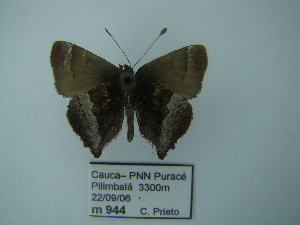  (Penaincisalia albalineata - CP Lep 0158)  @13 [ ] Copyright (2012) Dr. Carlos Prieto/CUAC Corporacion Universitaria Autonoma del Cauca