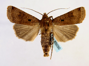  (Agrotis atrux - BC ZSM Lep 65050)  @14 [ ] CreativeCommons - Attribution Non-Commercial Share-Alike (2013) Axel Hausmann SNSB, Zoologische Staatssammlung Muenchen