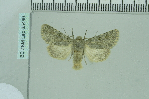  ( - BC ZSM Lep 65499)  @12 [ ] Copyright (2012) Axel Hausmann/Bavarian State Collection of Zoology (ZSM) SNSB, Zoologische Staatssammlung Muenchen