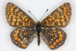  (Euphydryas italica - BC ZSM Lep 71305)  @14 [ ] Copyright (2013) Axel Hausmann/Bavarian State Collection of Zoology (ZSM) SNSB, Zoologische Staatssammlung Muenchen