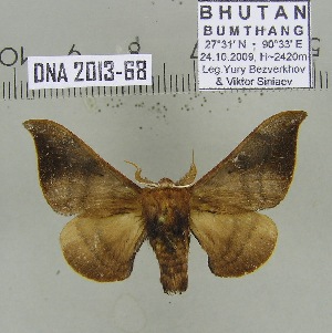  (Mustilia phaeopera Bhutan - 2013-68)  @13 [ ] CreativeCommons - Attribution Non-Commercial Share-Alike (2013) Axel Hausmann SNSB, Zoologische Staatssammlung Muenchen