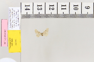  (Idaea inspiculataAH01 - BC DS 0003)  @11 [ ] Copyright (2013) Axel Hausmann/Bavarian State Collection of Zoology (ZSM) SNSB, Zoologische Staatssammlung Muenchen