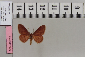  (Brachyglossina culotiAH03 - BC DS 0082)  @12 [ ] Copyright (2013) Axel Hausmann/Bavarian State Collection of Zoology (ZSM) SNSB, Zoologische Staatssammlung Muenchen