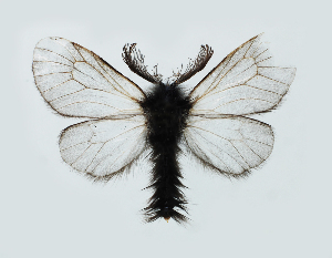  (Ptilocephala albida - BC ZSM Lep 73500)  @13 [ ] Edgardo Bertaccini (2013) Edgardo Bertaccini Edgardo Bertaccini