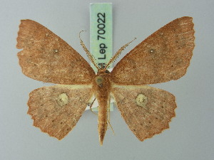  (Cyclophora ruficeps - BC ZSM Lep 70022)  @13 [ ] CreativeCommons - Attribution Non-Commercial Share-Alike (2014) Axel Hausmann SNSB, Zoologische Staatssammlung Muenchen