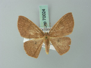  (Cyclophora sypharia - BC ZSM Lep 70024)  @13 [ ] CreativeCommons - Attribution Non-Commercial Share-Alike (2014) Axel Hausmann SNSB, Zoologische Staatssammlung Muenchen