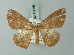  (Cyclophora nivestrota - BC ZSM Lep 70025)  @13 [ ] CreativeCommons - Attribution Non-Commercial Share-Alike (2014) Axel Hausmann SNSB, Zoologische Staatssammlung Muenchen