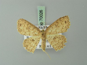  (Cyclophora renifera - BC ZSM Lep 70026)  @12 [ ] CreativeCommons - Attribution Non-Commercial Share-Alike (2014) Axel Hausmann SNSB, Zoologische Staatssammlung Muenchen