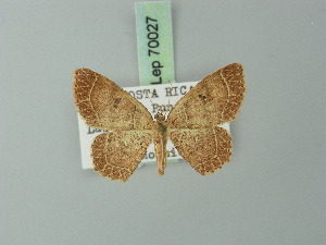  (Cyclophora albidiscata - BC ZSM Lep 70027)  @11 [ ] CreativeCommons - Attribution Non-Commercial Share-Alike (2014) Axel Hausmann SNSB, Zoologische Staatssammlung Muenchen
