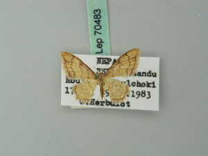  (Idaea protensa - BC ZSM Lep 70483)  @11 [ ] CreativeCommons - Attribution Non-Commercial Share-Alike (2014) Axel Hausmann SNSB, Zoologische Staatssammlung Muenchen