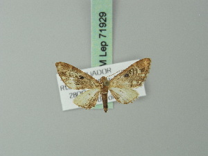  (Eupithecia apicistrigata - BC ZSM Lep 71929)  @11 [ ] CreativeCommons - Attribution Non-Commercial Share-Alike (2015) Axel Hausmann SNSB, Zoologische Staatssammlung Muenchen