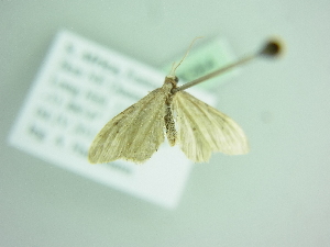  (Idaea BOLD:ACW8044 - BC ZSM Lep 88384)  @13 [ ] CreativeCommons - Attribution Non-Commercial Share-Alike (2015) Axel Hausmann SNSB, Zoologische Staatssammlung Muenchen