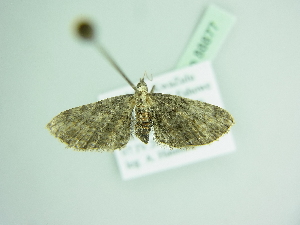  (Eupithecia BOLD:ACW6561 - BC ZSM Lep 88877)  @13 [ ] CreativeCommons - Attribution Non-Commercial Share-Alike (2015) Axel Hausmann SNSB, Zoologische Staatssammlung Muenchen