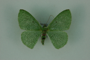  (Nemoria unipunctataMo188 - BC ZSM Lep 88352)  @13 [ ] Axel Hausmann/Bavarian State Collection of Zoology (ZSM) (2015) Axel Hausmann/Bavarian State Collection of Zoology (ZSM) SNSB, Zoologische Staatssammlung Muenchen