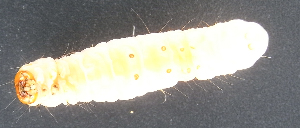  ( - BC ZSM Lep 92473)  @12 [ ] Axel Hausmann/Bavarian State Collection of Zoology (ZSM) (2016) Axel Hausmann/Bavarian State Collection of Zoology (ZSM) SNSB, Zoologische Staatssammlung Muenchen