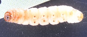  ( - BC ZSM Lep 92475)  @12 [ ] Axel Hausmann/Bavarian State Collection of Zoology (ZSM) (2016) Axel Hausmann/Bavarian State Collection of Zoology (ZSM) SNSB, Zoologische Staatssammlung Muenchen