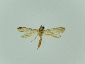  ( - BC ZSM Lep 92476)  @12 [ ] Axel Hausmann/Bavarian State Collection of Zoology (ZSM) (2016) Axel Hausmann/Bavarian State Collection of Zoology (ZSM) SNSB, Zoologische Staatssammlung Muenchen