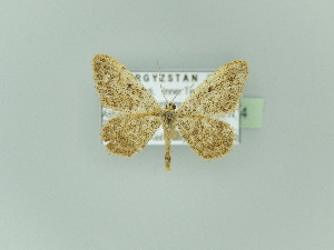  (Idaea nocturna - BC ZSM Lep 92524)  @14 [ ] CreativeCommons - Attribution Non-Commercial Share-Alike (2016) Axel Hausmann SNSB, Zoologische Staatssammlung Muenchen