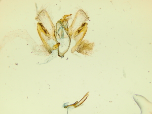  ( - BC ZSM Lep 89659)  @11 [ ] by-nc-sa (2022) SNSB, Staatliche Naturwissenschaftliche Sammlungen Bayerns ZSM (SNSB, Zoologische Staatssammlung Muenchen)