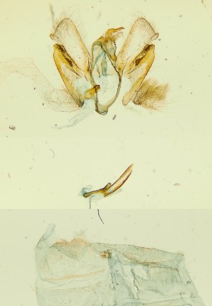  ( - BC ZSM Lep 89659)  @11 [ ] by-nc-sa (2023) SNSB, Staatliche Naturwissenschaftliche Sammlungen Bayerns ZSM (SNSB, Zoologische Staatssammlung Muenchen)