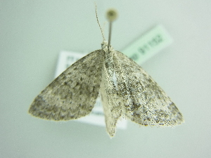  ( - BC ZSM Lep 91152)  @12 [ ] CreativeCommons - Attribution Non-Commercial Share-Alike (2016) SNSB, Staatliche Naturwissenschaftliche Sammlungen Bayerns ZSM (SNSB, Zoologische Staatssammlung Muenchen)