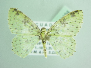  (Lissochlora AH01Ec - BC ZSM Lep 91194)  @15 [ ] CreativeCommons - Attribution Non-Commercial Share-Alike (2016) SNSB, Staatliche Naturwissenschaftliche Sammlungen Bayerns ZSM (SNSB, Zoologische Staatssammlung Muenchen)