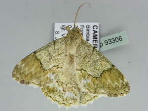  ( - BC ZSM Lep 93306)  @13 [ ] CreativeCommons - Attribution Non-Commercial Share-Alike (2016) SNSB, Staatliche Naturwissenschaftliche Sammlungen Bayerns ZSM (SNSB, Zoologische Staatssammlung Muenchen)