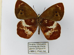  (Lymanopoda maletera - CP Lep 0626)  @14 [ ] CreativeCommons - Attribution Non-Commercial Share-Alike (2016) SNSB, Staatliche Naturwissenschaftliche Sammlungen Bayerns ZSM (SNSB, Zoologische Staatssammlung Muenchen)