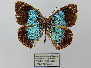  (Lymanopoda caeruleata - CP Lep 0662)  @11 [ ] CreativeCommons - Attribution Non-Commercial Share-Alike (2016) SNSB, Staatliche Naturwissenschaftliche Sammlungen Bayerns ZSM (SNSB, Zoologische Staatssammlung Muenchen)