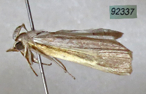  (Ancylolomia inornata - BC ZSM Lep 92337)  @13 [ ] CreativeCommons - Attribution Non-Commercial Share-Alike (2016) SNSB, Staatliche Naturwissenschaftliche Sammlungen Bayerns ZSM (SNSB, Zoologische Staatssammlung Muenchen)