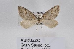  ( - BC ZSM Lep 97031)  @12 [ ] CreativeCommons - Attribution Non-Commercial Share-Alike (2017) SNSB, Staatliche Naturwissenschaftliche Sammlungen Bayerns ZSM (SNSB, Zoologische Staatssammlung Muenchen)