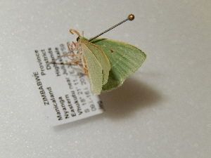  (Neromia clavicornis - BC ZSM Lep 97662)  @12 [ ] CreativeCommons - Attribution Non-Commercial Share-Alike (2017) SNSB, Staatliche Naturwissenschaftliche Sammlungen Bayerns ZSM (SNSB, Zoologische Staatssammlung Muenchen)