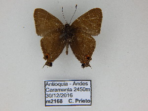  (Electrostrymon picoloro - CP Lep 742)  @14 [ ] CreativeCommons - Attribution Non-Commercial Share-Alike (2017) SNSB, Staatliche Naturwissenschaftliche Sammlungen Bayerns ZSM (SNSB, Zoologische Staatssammlung Muenchen)