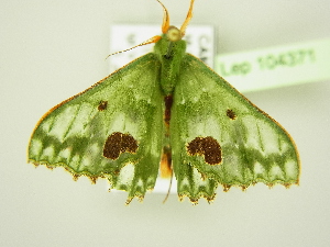  ( - BC ZSM Lep 104371)  @11 [ ] CreativeCommons - Attribution Non-Commercial Share-Alike (2018) SNSB, Staatliche Naturwissenschaftliche Sammlungen Bayerns ZSM (SNSB, Zoologische Staatssammlung Muenchen)