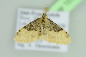  ( - BC ZSM Lep 103622)  @12 [ ] CreativeCommons - Attribution Non-Commercial Share-Alike (2018) SNSB, Staatliche Naturwissenschaftliche Sammlungen Bayerns ZSM (SNSB, Zoologische Staatssammlung Muenchen)