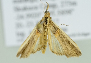  ( - BC ZSM Lep 103696)  @13 [ ] CreativeCommons - Attribution Non-Commercial Share-Alike (2018) SNSB, Staatliche Naturwissenschaftliche Sammlungen Bayerns ZSM (SNSB, Zoologische Staatssammlung Muenchen)