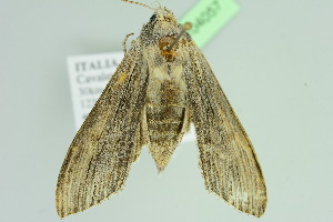  ( - BC ZSM Lep 104057)  @13 [ ] CreativeCommons - Attribution Non-Commercial Share-Alike (2018) SNSB, Staatliche Naturwissenschaftliche Sammlungen Bayerns ZSM (SNSB, Zoologische Staatssammlung Muenchen)