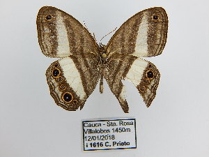  (Euptychoides albofasciata - CP Lep 1497)  @11 [ ] CreativeCommons - Attribution Non-Commercial Share-Alike (2018) SNSB, Staatliche Naturwissenschaftliche Sammlungen Bayerns ZSM (SNSB, Zoologische Staatssammlung Muenchen)