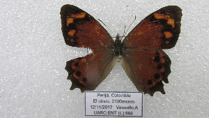  ( - CP Lep 1577)  @11 [ ] CreativeCommons - Attribution Non-Commercial Share-Alike (2018) SNSB, Staatliche Naturwissenschaftliche Sammlungen Bayerns ZSM (SNSB, Zoologische Staatssammlung Muenchen)