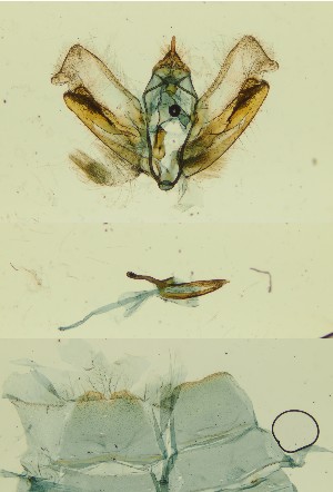  ( - BC ZSM Lep 103861)  @11 [ ] by-nc-sa (2023) SNSB, Staatliche Naturwissenschaftliche Sammlungen Bayerns ZSM (SNSB, Zoologische Staatssammlung Muenchen)