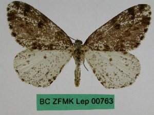  (Abraxas celidota phaia - BC ZFMK Lep 00763)  @11 [ ] Copyright (2010) Dr. D. Stuening Zoological Research Museum Alexander Koenig