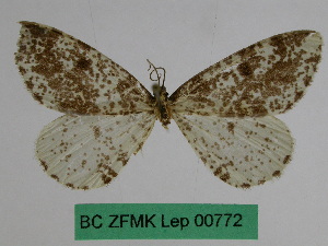  (Abraxas sinopicaria - BC ZFMK Lep 00772)  @12 [ ] Copyright (2010) Dr. D. Stuening Zoological Research Museum Alexander Koenig