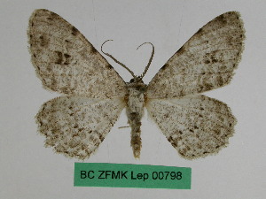  (Medasina albidaria tapaica - BC ZFMK Lep 00798)  @11 [ ] Copyright (2010) Dr. D. Stuening Zoological Research Museum Alexander Koenig