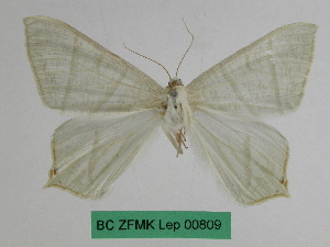  (Ourapteryx ebuleata szechuana - BC ZFMK Lep 00809)  @11 [ ] Copyright (2010) Dr. D. Stuening Zoological Research Museum Alexander Koenig