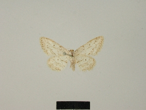  (Idaea calunetaria lhommei - BC ZSM Lep 77855)  @11 [ ] CreativeCommons - Attribution Non-Commercial Share-Alike (2013) Axel Hausmann SNSB, Zoologische Staatssammlung Muenchen